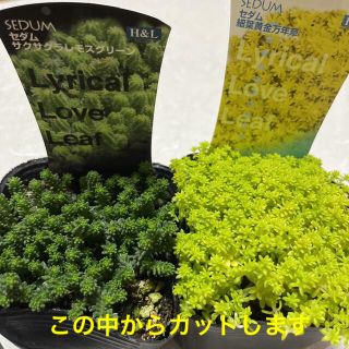 多肉植物　セダム　サクサグラレモスグリーン＆細葉黄金万年草　カット苗　初心者向け(その他)