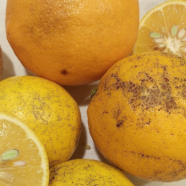 【訳あり】国産マイヤーレモン　約2㎏ 食品/飲料/酒の食品(フルーツ)の商品写真
