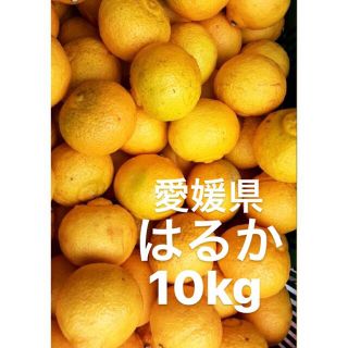 リラ様　専用　愛媛県　はるか　柑橘　10kg(フルーツ)