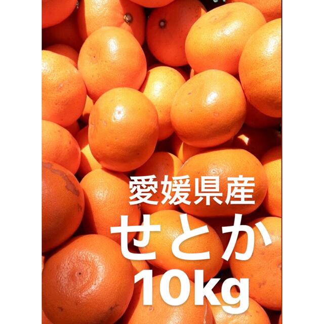 愛媛県産　せとか　みかん　柑橘　　10kgフルーツ