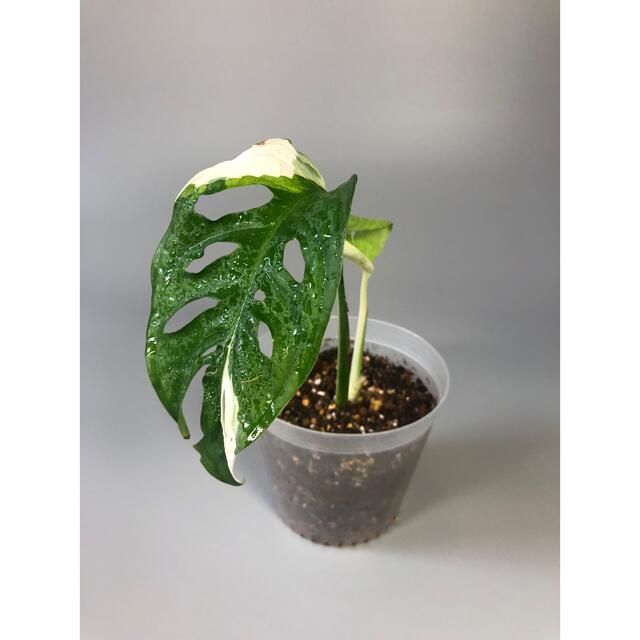 マドカズラ　斑入り　Monstera adansonii 2