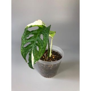 マドカズラ　斑入り　Monstera adansonii 2 鉢　ハーフ