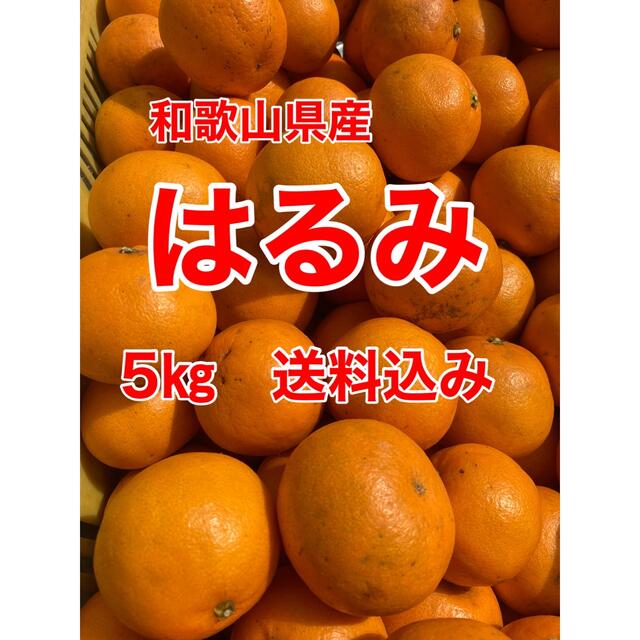 和歌山県産　はるみ　5㎏　家庭用　送料込み 食品/飲料/酒の食品(フルーツ)の商品写真