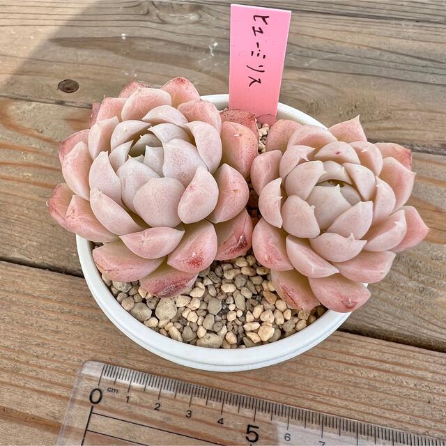 ヒューミリス 多肉植物〈抜き苗〉