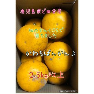 鹿児島県ど田舎産  河内晩柑  2.5kgくらい♪(フルーツ)