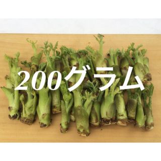 山形県産 タラの芽 水耕栽培 無農薬 200グラム(野菜)