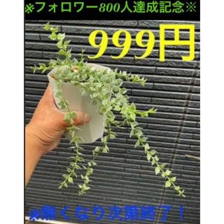 ※気まぐれ出品です❗️希少な斑入りミリオンハート✳️999円‼️早い者勝ち‼️(その他)