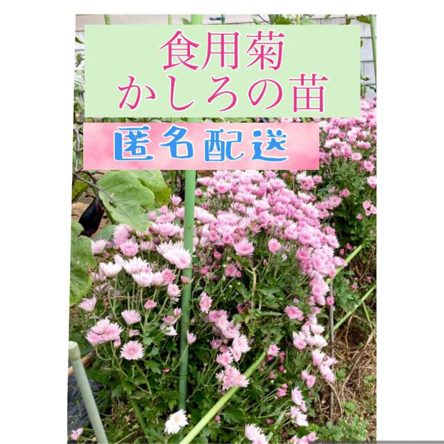 食用菊『かしろ』の苗　1〜2年生株