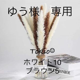 パンパスグラス　テールリード　ホワイト10 ブラウン5(ドライフラワー)