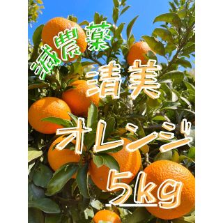 減農薬 清美オレンジ 5kg 和歌山 有田 みかん 家庭用 甘い 美味しい (フルーツ)