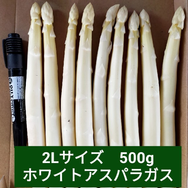 2Lサイズ　ホワイトアスパラガス500㌘ 食品/飲料/酒の食品(野菜)の商品写真