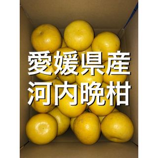 愛媛県産河内晩柑訳あり10キロ(フルーツ)