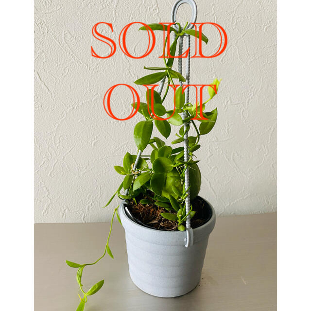 ディスキディア　カンガルーポケット　観葉植物 ハンドメイドのフラワー/ガーデン(その他)の商品写真