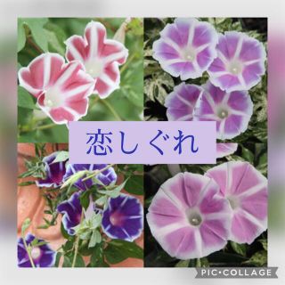 枝垂れ朝顔恋しぐれの種10粒(その他)