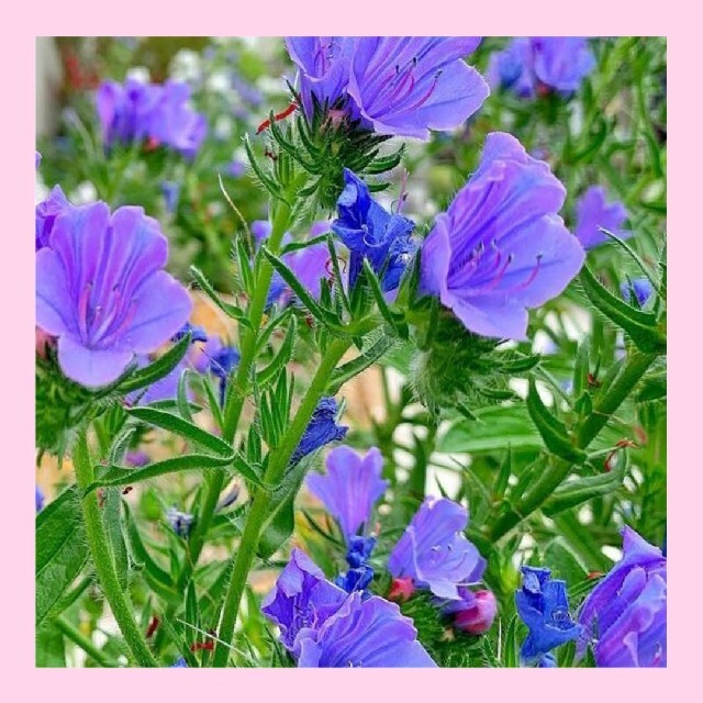 育て方付き❀春蒔き成長早いですよ♡ブルーガーデンにエキウムブルーベッダー♡花の種 ハンドメイドのフラワー/ガーデン(その他)の商品写真
