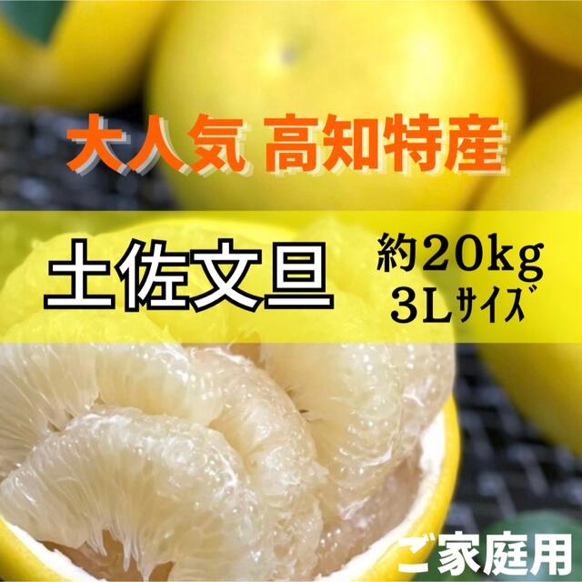 土佐文旦約20kg 3L食品