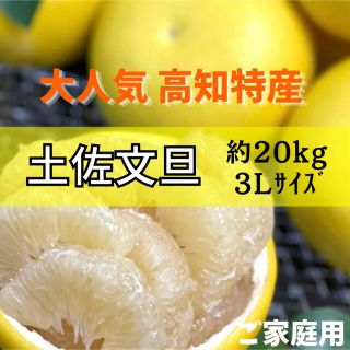 土佐文旦約20kg 3L(フルーツ)