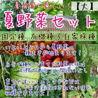 夏野菜 種子 並盛セット 固定種 有機種子 家庭菜園 野菜 種(野菜)