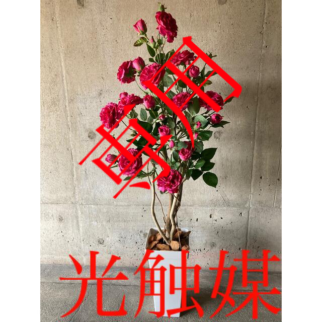 光触媒 人工観葉植物 ウォールグリーン フェイク フラワー 光触媒 人工観葉植物 ウォールグリーン フェイク フラワー
