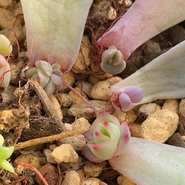 好評格安 momonga様確認用❣️多肉植物^o^ 葉挿し赤ちゃん11種13 ...