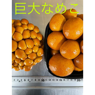 飛騨ジャンボなめこ (飛騨高山産 岐阜県)約180g×4パック入(野菜)