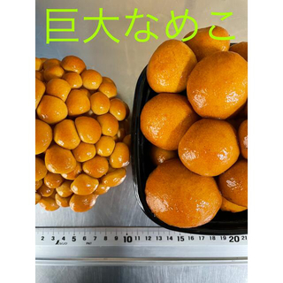 飛騨ジャンボなめこ(飛騨高山産 岐阜県)約180g×4パック入(野菜)