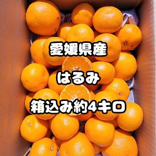 愛媛県産　はるみ　訳あり　箱込み約4㎏　柑橘　ミカン(フルーツ)