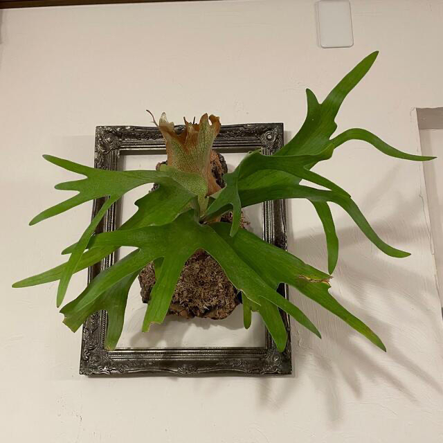 ビカクシダ コウモリラン ネザーランド コルク付けの通販 by トパーズ