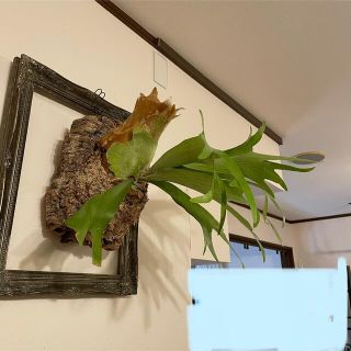ビカクシダ コウモリラン ネザーランド コルク付けの通販 by