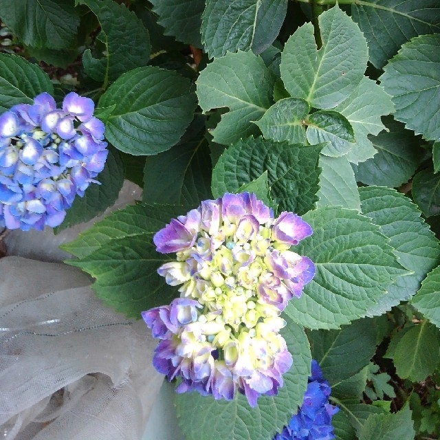 激安紫陽花２苗 ハンドメイドのフラワー/ガーデン(プランター)の商品写真