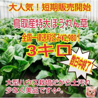 販売終了直前年内ラスト販売かも！お早めにどうぞ★鳥取県産特大ほうれん草3kg(野菜)