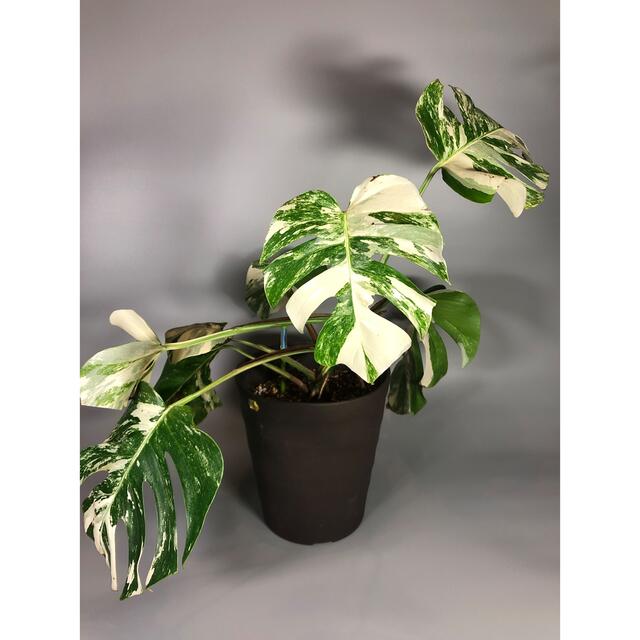 モンステラ 斑入り Monstera borsigiana 大株