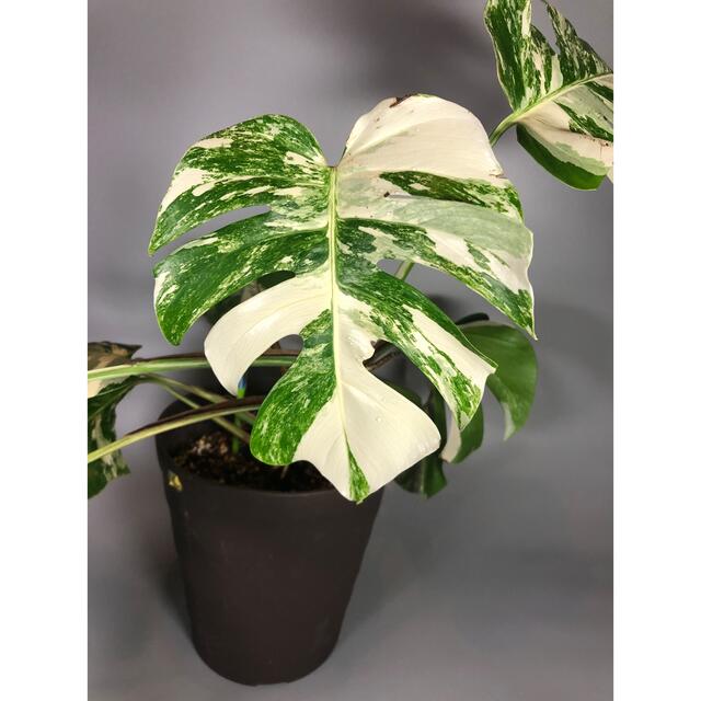 モンステラ 斑入り Monstera borsigiana 大株