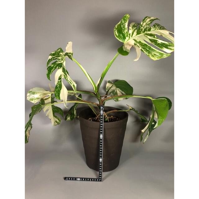 モンステラ 斑入り Monstera borsigiana 大株