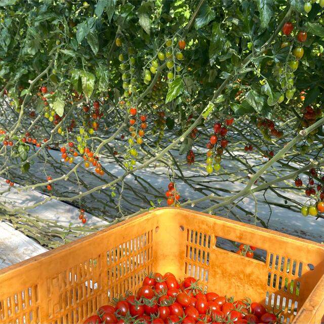 農園直送　プリッとコクうま　新鮮　ミニトマト　ソラリーノ　1kg 食品/飲料/酒の食品(野菜)の商品写真