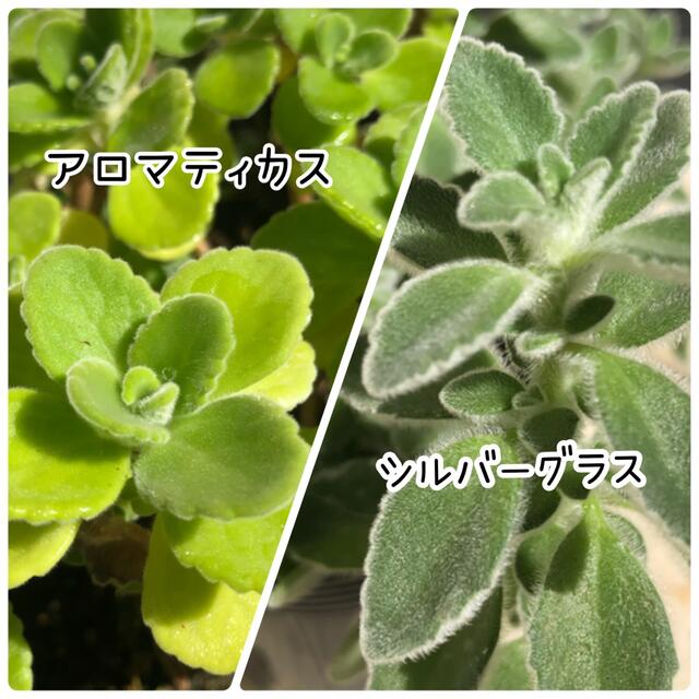 多肉植物🌱ゴキちゃん対策に❗️カット苗 アロマティカス5本 シルバーグラス3本 ハンドメイドのフラワー/ガーデン(その他)の商品写真