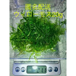 ウィローモス 20g(アクアリウム)