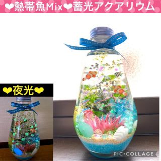 【New】〜❄︎熱帯魚Mix❄︎〜❤︎貝殻＆星の砂in蓄光アクアリウム❤︎(プリザーブドフラワー)