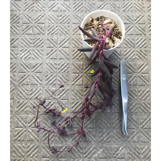 ルビーネックレス　❸ 多肉 ハンドメイドのフラワー/ガーデン(その他)の商品写真