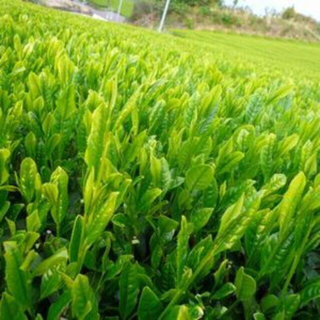 【2023新茶】静岡（森町産）深蒸し煎茶【やぶ北茶】100ｇ×３本　ネコポス便 食品/飲料/酒の飲料(茶)の商品写真