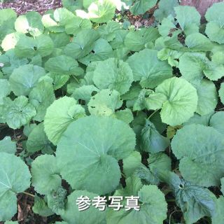 ⭐️あほいぬJB様専用⭐️ふきのとう苗6株⭐️ フキノトウ　ふきの苗 蕗の苗 (その他)