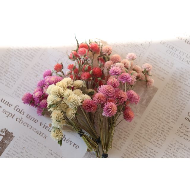 千日紅茎付き5色 ピンク＆白＆赤 計100本 ハンドメイドのフラワー/ガーデン(ドライフラワー)の商品写真