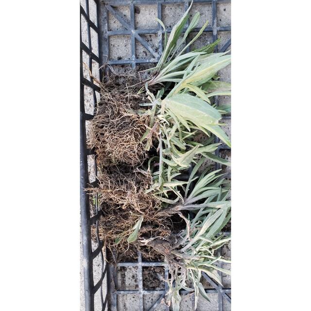 矢車草苗、ネコポスいっぱい ハンドメイドのフラワー/ガーデン(プランター)の商品写真
