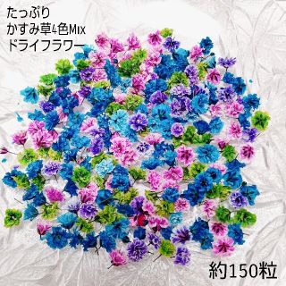 たっぷり　かすみ草　ドライフラワー　150粒　ハーバリウム　レジン　カラフル(ドライフラワー)