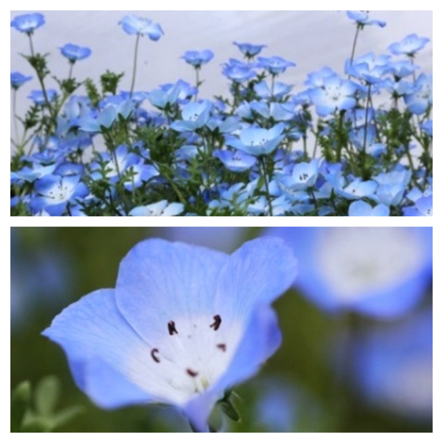 寒冷地の春まき花の種 　ネモフィラ・インシグニスブルー　50粒☓2セット ハンドメイドのフラワー/ガーデン(その他)の商品写真