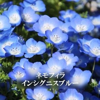 寒冷地の春まき花の種 　ネモフィラ・インシグニスブルー　50粒☓2セット(その他)