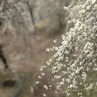 よよよさま専用(その他)