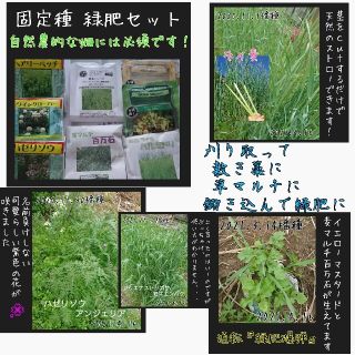 緑肥 固定種 野菜の種 ハーブの種 家庭菜園 有機種子 自然農 草マルチ 種子(野菜)