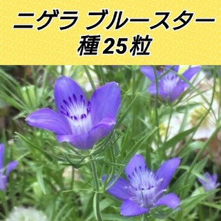 ニゲラ ブルースター 花種25粒以上(その他)