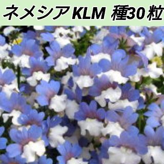 ネメシア KLM 種30粒(その他)